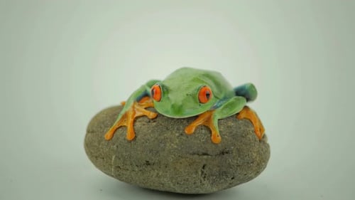 Laubfrosch