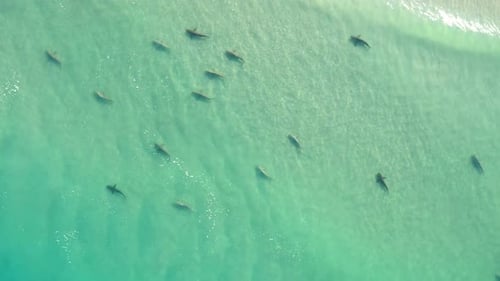 Sharks swimming in shallow water, Mediterranean Israel, aerial