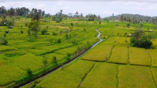 Beautiful tall palm trees between the vast green Sidemen rice fields in Bali. Backwards drone dolley