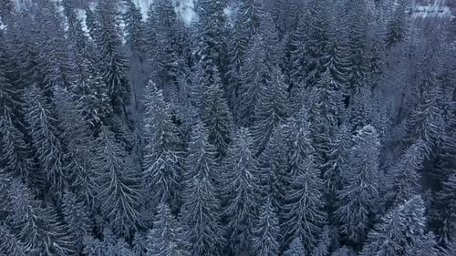 Aerial Footage of Winter Fir Tree Forest in the Mountains View From Above of Pine Trees Covered with