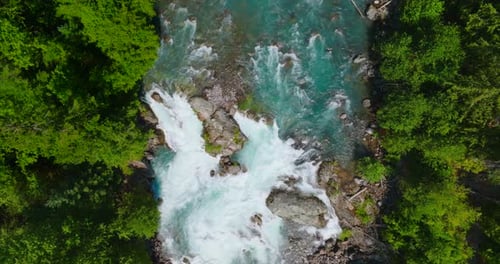 Top Down View of Fast Moving River Surrounded By Pine Forest Canada