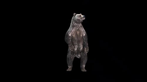 Bear Hind 2