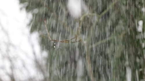 Close up shot of snowy leafless tree branch during strong snowfall in winter. Blurred background.