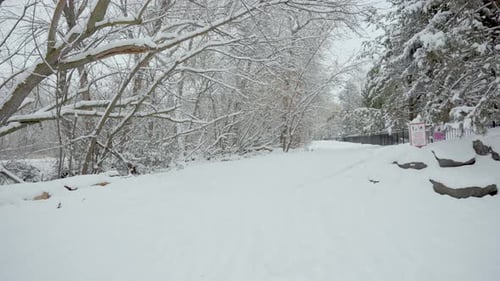 View of a park pathway surrounded by trees covered in snow.