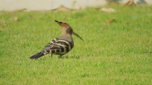 Nahaufnahme eines Wiedehopfvogels, der auf einem sonnenbeschienenen grünen Rasen am Boden pickt.