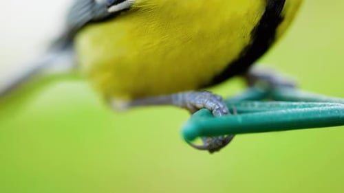 HD-Makroaufnahme in Superzeitlupe in Kinoqualität von Vogelfüßen und -beinen an einem Vogelhäuschen.