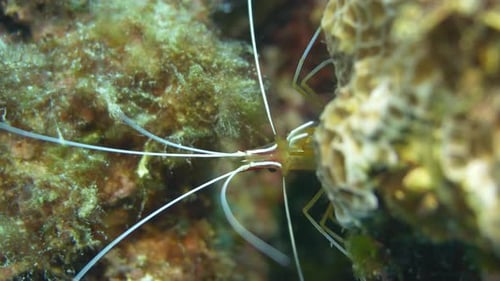 Scarlet shunk cleaner shrimp guarding it's territory fiercely.