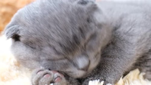 A Gray Tabby Cat Lies in Bed and Falls Asleep