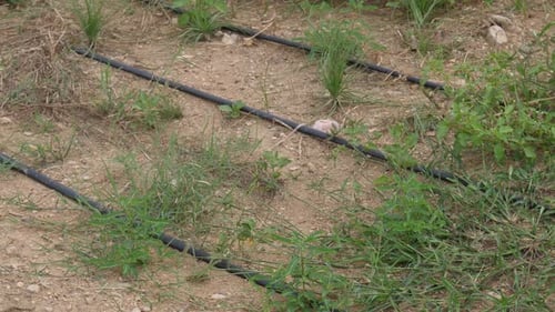 Drip Irrigation System In Sindh, Pakistan