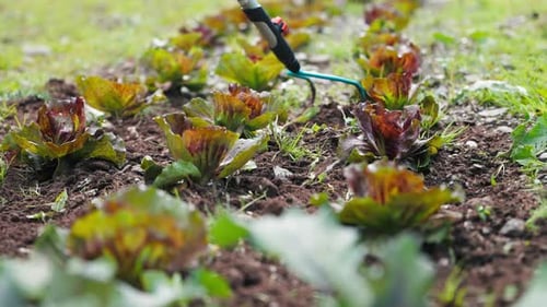 Le jardinier désherbe son jardin et sa laitue