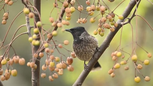 Red-vented Bulbul feeding on berries