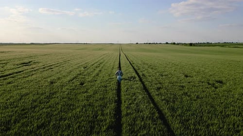 Rear view of adult male farmer with hat walking in green wheat field, aerial view.