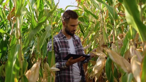 Farmer Uses Tablet in Cornfield on Sunny Day