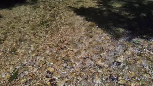 Panning Shot of a river bed with water running gently through a jungle rain forest with strong sunli