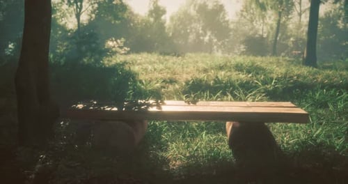 Calm Wooden Bench in a Serene Park During Early Morning Light