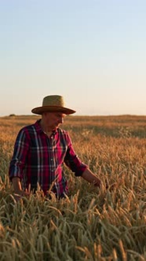 Farmer Walking Through Wheat Field at Sunset