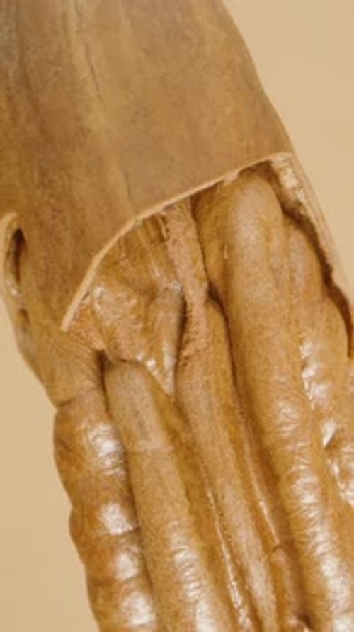 Vertical video. Pecan slowly rotates and falls down, cracked shell with the nut inside.