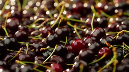Pile of Fresh Cherries Close Up with Zoom