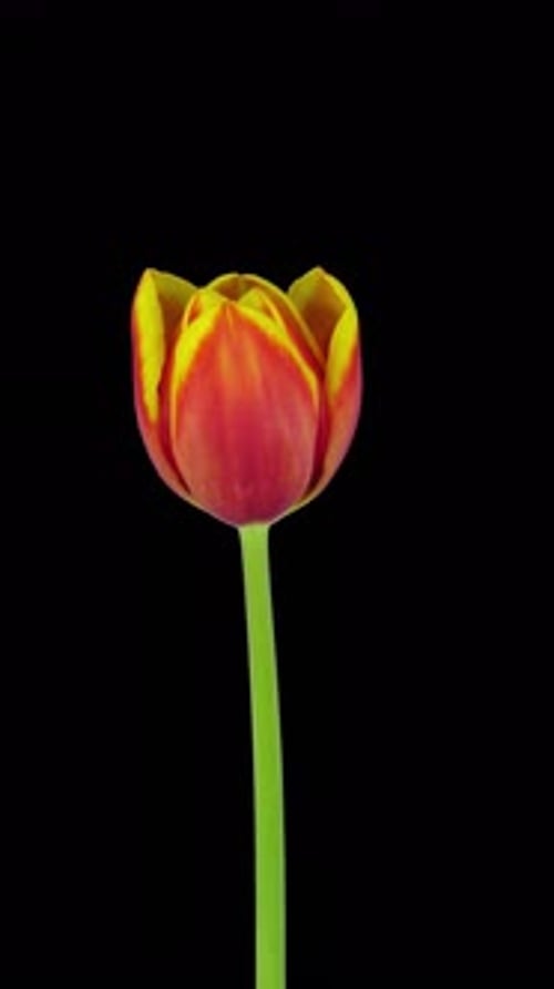 Growing, opening and rotating red-yellow tulip with ALPHA channel, vertical orientation