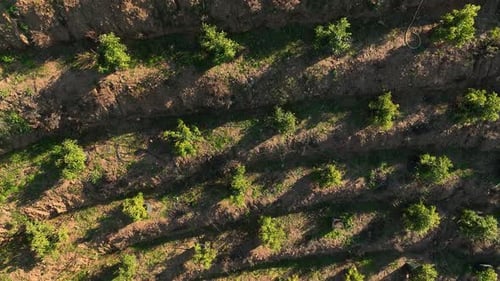Organic Oasis Cinematic Drone's Journey Through Avocado Orchards on Hilly Terrain