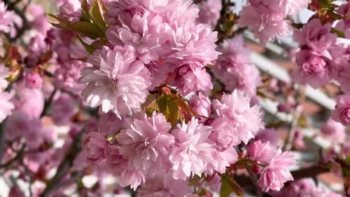 Wunderschöner blühender Sakura-Baum im Frühlingspark.