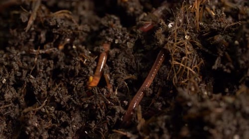 Worms Crawling and Burrowing in Rich Dark Soil