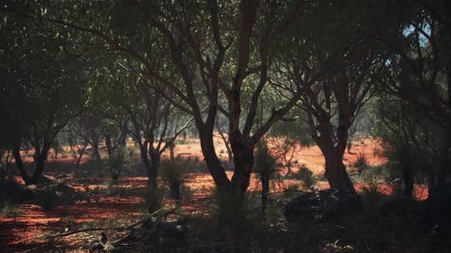 Sunlit Australian Outback Forest Landscape