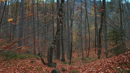 Herbstlicher Wald