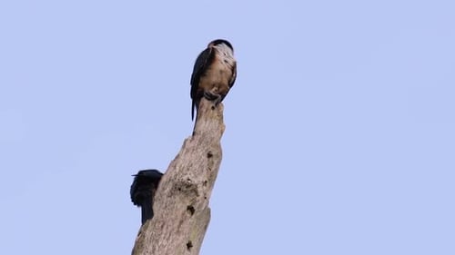 Pair of Birds Perched on Weathered Tree