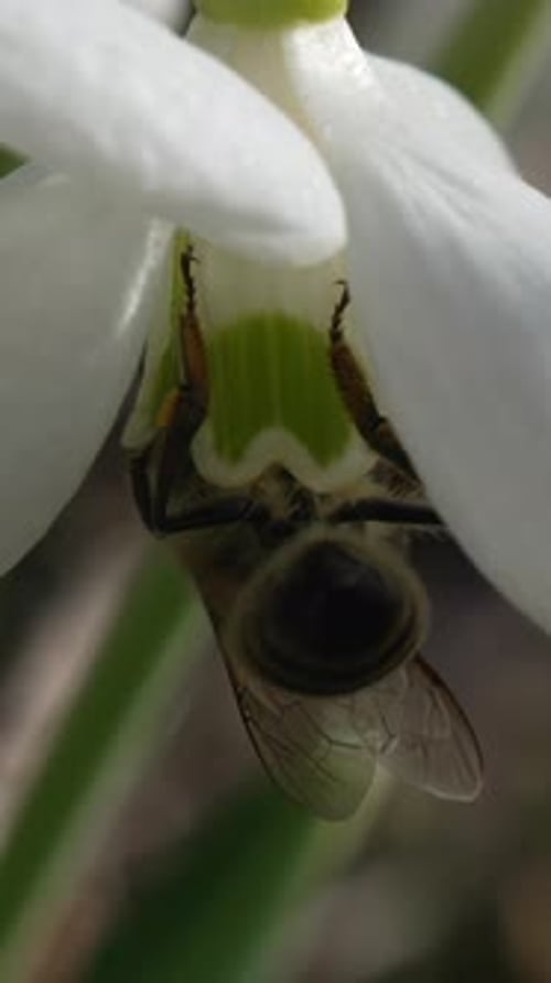Snowdrops Flower Spring Honey Bee Apis Mellifera Visiting First Snowdrops on Early Spring Collecting