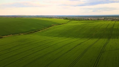 Aerial Landscape View of Green Cultivated Agricultural Fields with Growing Crops on Bright Summer