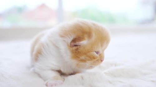Tiny Kitten Exploring a White Fluffy Surface