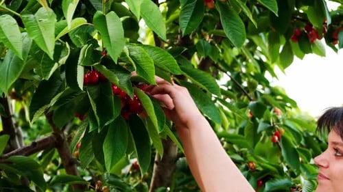 Young woman hand picking fresh cherries direct from the tree. Natural organic produce. Summer foods.