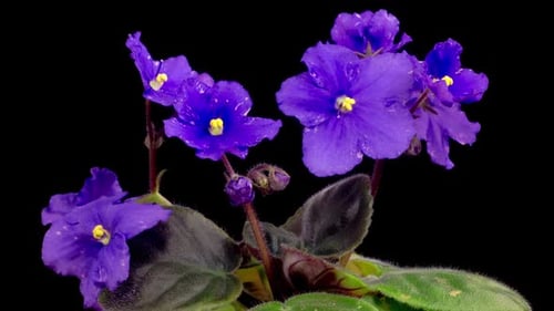 Time Lapse of Growing and Opening Violet Saintpaulia African Violet