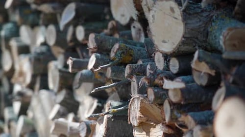 Pile of neatly stacked wooden logs in a sunny outdoor area