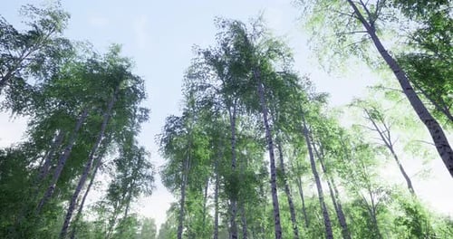 Tall Trees Reaching for the Sky in a Serene Forest Under the Bright Sunlight