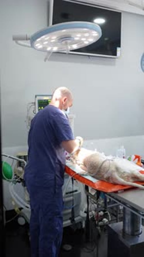 Veterinarians Treating Dog on Operating Table