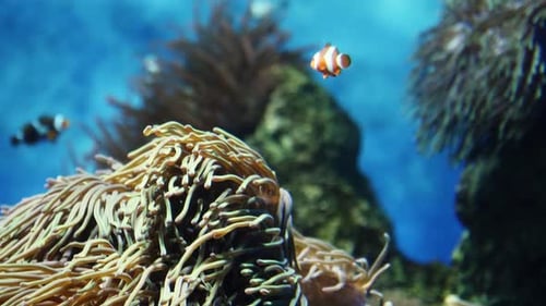 Clown fish venturing outside of their home anemone.