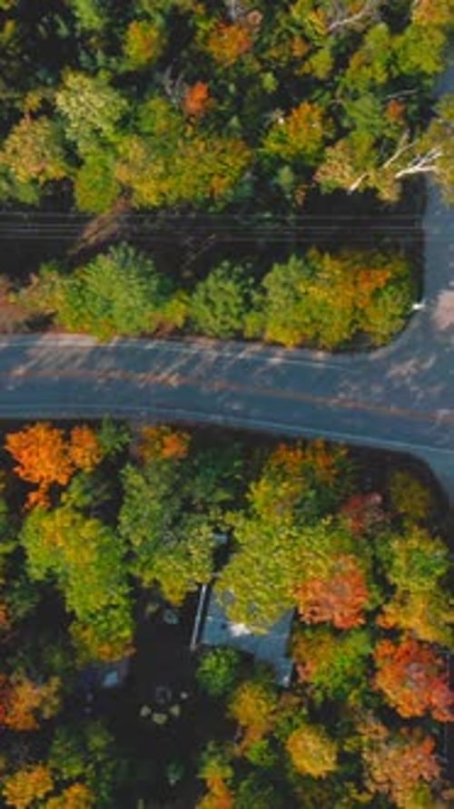 Empty forest road cutting through colorful autumn canopy — aerial view