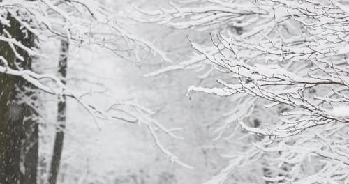 It is Snowing Heavily in the Park Large Flakes of Snow are Slowly Falling on Tree Branches No People