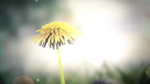 Spring Dandelion Grows The Snow