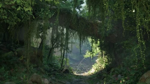 A Serene Forest Path in the Breathtaking Landscapes of New Zealand
