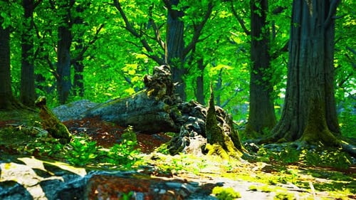 Grüne Waldlandschaft mit der Sonne, die schöne Strahlen durch das Laub wirft