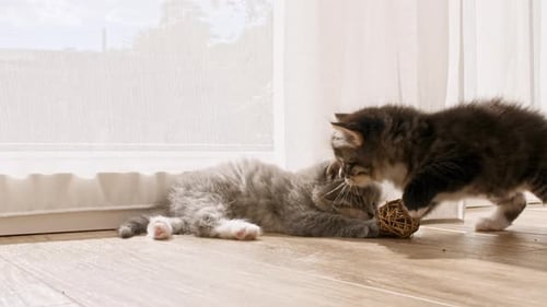 Kleine Kätzchen spielen und haben Spaß am Fenster im Sonnenlicht