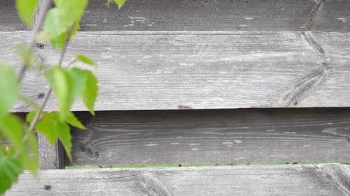 Fresh Spring Green Leaves Over Old Wood Fence Background Wooden Wall with Copy Space on Center or