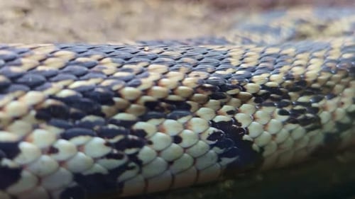 Gros plan d'écailles de serpent se déplaçant contre une surface vitrée