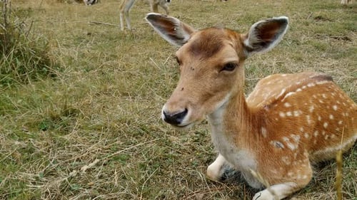 Close up of a doe fallow deer sitting on the grass in a field