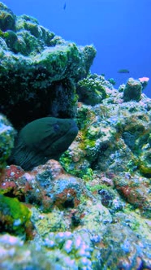 Une grande murène noire est nichée parmi les récifs coralliens sous-marins aux Maldives