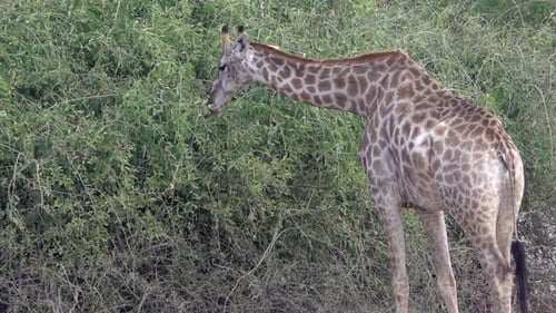 Giraffen ernähren sich vom Busch, Afrika