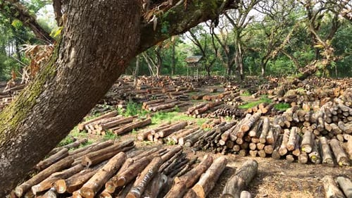 Drone flying through forest with pile of tree trunks